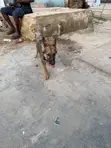 1-3 Month Male Purebred German Shepherd - 3