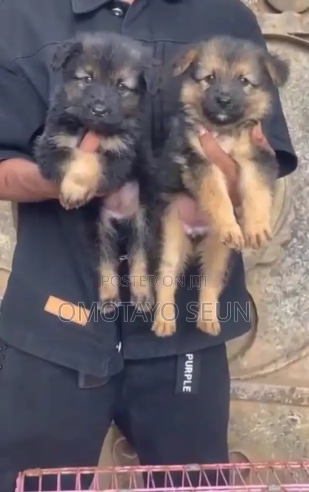 German Shepherd Yar Farko Mai Kyau, Wata 1-3 - 1