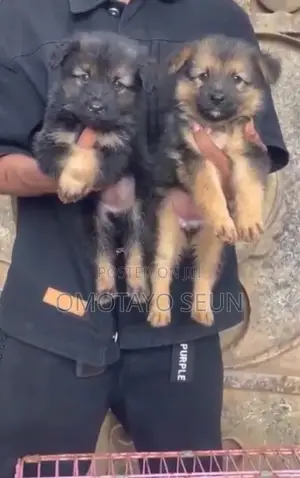 German Shepherd Yar Farko Mai Kyau, Wata 1-3