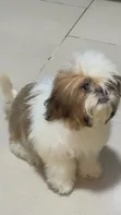Zakin Shih Tzu Mai Tsarki - Mace, Watan 1-3 - 1