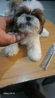 Zakin Shih Tzu Mai Tsarki - Mace, Watan 1-3 - 2