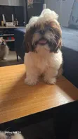 Zakin Shih Tzu Mai Tsarki - Mace, Watan 1-3 - 3