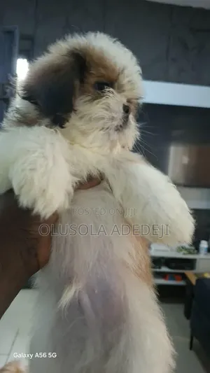 Zakin Shih Tzu Mai Tsarki - Mace, Watan 1-3