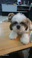 Zakin Shih Tzu Mai Tsarki - Mace, Watan 1-3 - 5