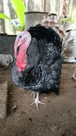 Mature Foreign Male Turkeys - Lagos - 1