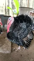 Mature Foreign Male Turkeys - Lagos - 2