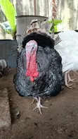 Mature Foreign Male Turkeys - Lagos - 3