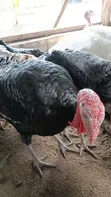 Mature Foreign Male Turkeys - Lagos - 4