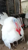 Mature Foreign Male Turkeys - Lagos - 5