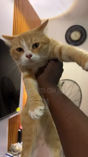 American Shorthair Cat, Male, 1+ Year Old