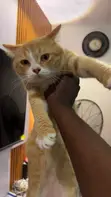 American Shorthair Cat, Male, 1+ Year Old - 1