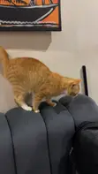 American Shorthair Cat, Male, 1+ Year Old - 2