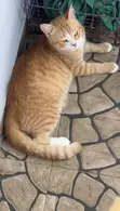American Shorthair Cat, Male, 1+ Year Old - 3