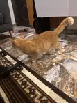 American Shorthair Cat, Male, 1+ Year Old - 4