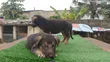 1-3 Months Male Purebred German Shepherd - 1