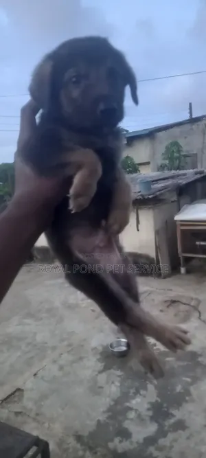 1-3 Months Male Purebred German Shepherd