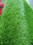 Artificial Grass 50mm (Football Pitch) - 2