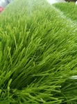 Artificial Grass 50mm (Football Pitch) - 3