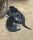 Purebred German Shepherd Puppy (1-3 Months) - 1