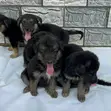 Purebred German Shepherd Puppy (1-3 Months) - 2