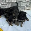 Purebred German Shepherd Puppy (1-3 Months) - 3
