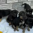 Purebred German Shepherd Puppy (1-3 Months) - 4