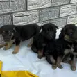 Purebred German Shepherd Puppy (1-3 Months) - 5
