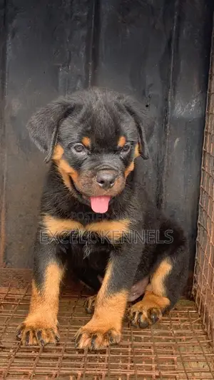 Purebred Rottweiler Puppy, 1-3 Months Old
