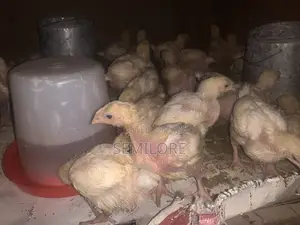 New Generation Farming - Fowl Chickens