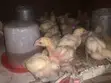 New Generation Farming - Fowl Chickens - 2