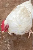 New Generation Farming - Fowl Chickens - 3