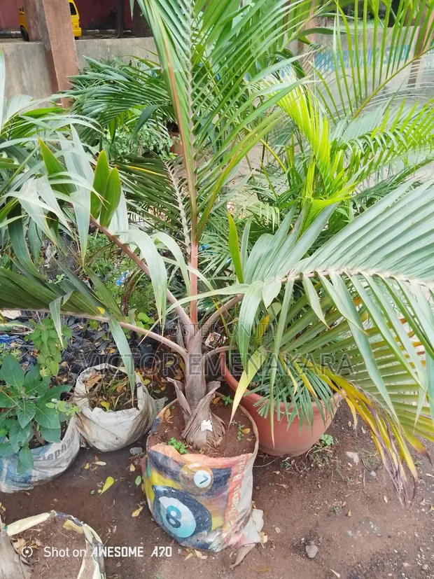 Artificial Evergreen Plant for Gardens & Offices - 1