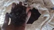 Pure Cattle Blood Meal for Animal Feed - 1