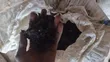 Pure Cattle Blood Meal for Animal Feed - 2