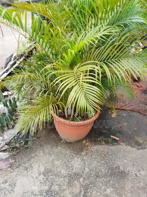 Golden Palm Air Purifying Plant