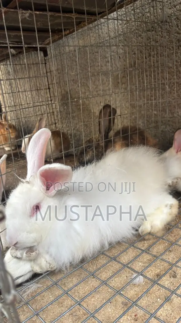 Foreign Rabbits for Sale - 1