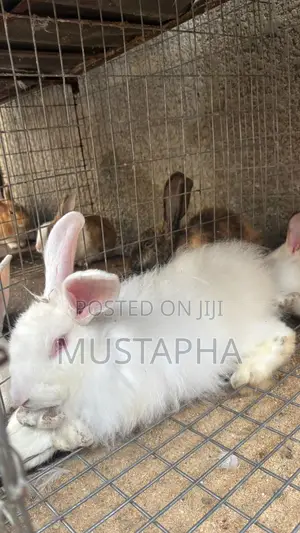 Foreign Rabbits for Sale