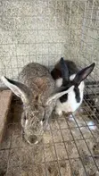 Foreign Rabbits for Sale - 2