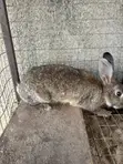 Foreign Rabbits for Sale - 3