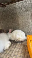 Foreign Rabbits for Sale - 4