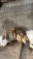 Foreign Rabbits for Sale - 5