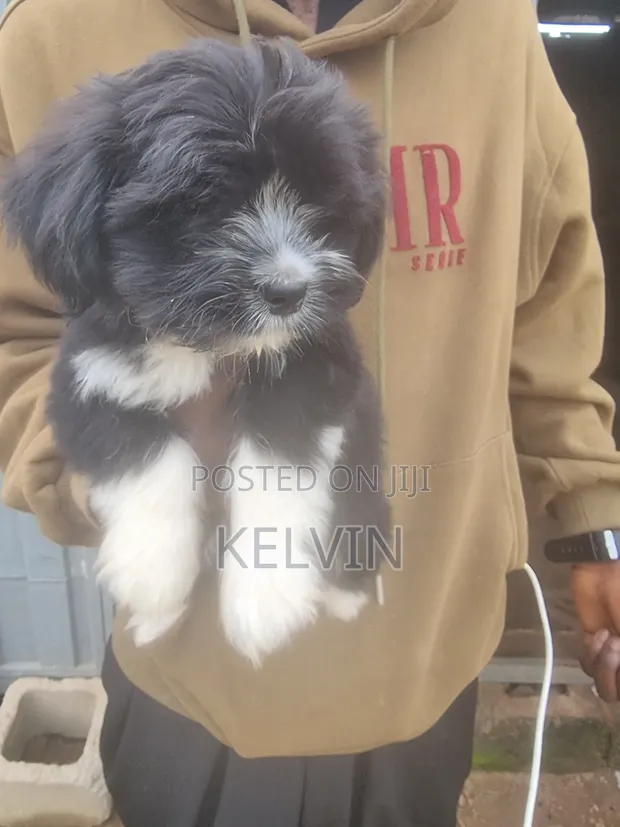 Zuriar Lhasa Apso Mai Tsarki - Watan 1-3 - 1