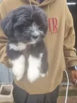 Zuriar Lhasa Apso Mai Tsarki - Watan 1-3 - 1