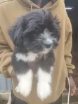 Zuriar Lhasa Apso Mai Tsarki - Watan 1-3 - 2