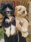 Zuriar Lhasa Apso Mai Tsarki - Watan 1-3 - 3