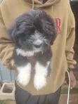Zuriar Lhasa Apso Mai Tsarki - Watan 1-3 - 4