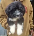 Zuriar Lhasa Apso Mai Tsarki - Watan 1-3 - 5