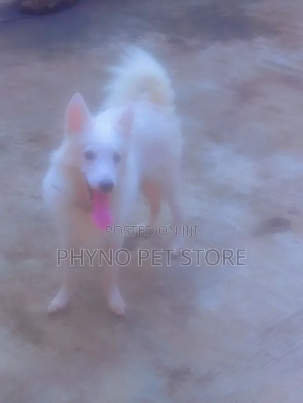 American Eskimo Zuri Namiji Mai Wata 3-6 - 1