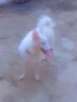 American Eskimo Zuri Namiji Mai Wata 3-6 - 2