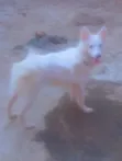 American Eskimo Zuri Namiji Mai Wata 3-6 - 3